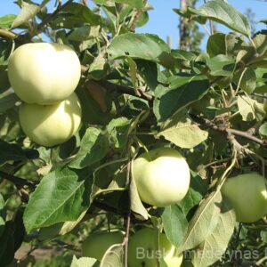 Obelis Alyvinis (vasarinė)