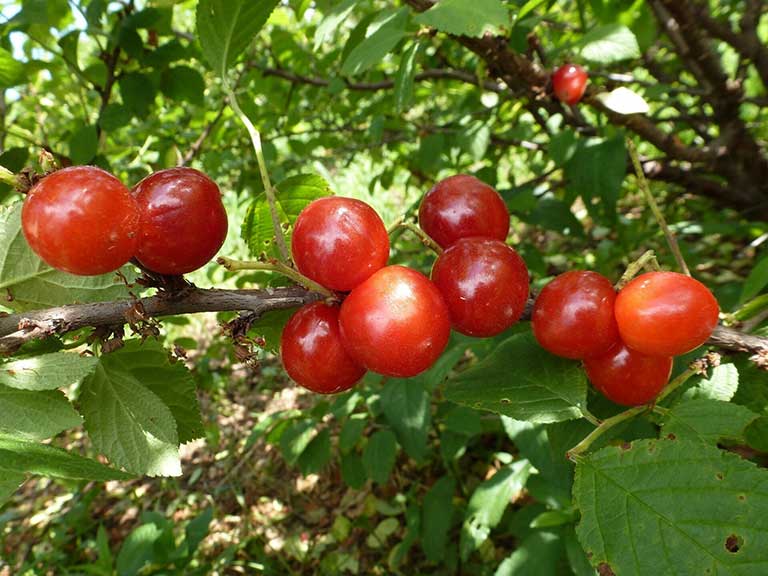 Vyšnia pūkuotoji Carevna