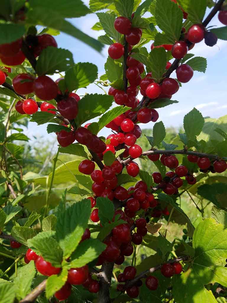 Vyšnia pūkuotoji  Cyganka