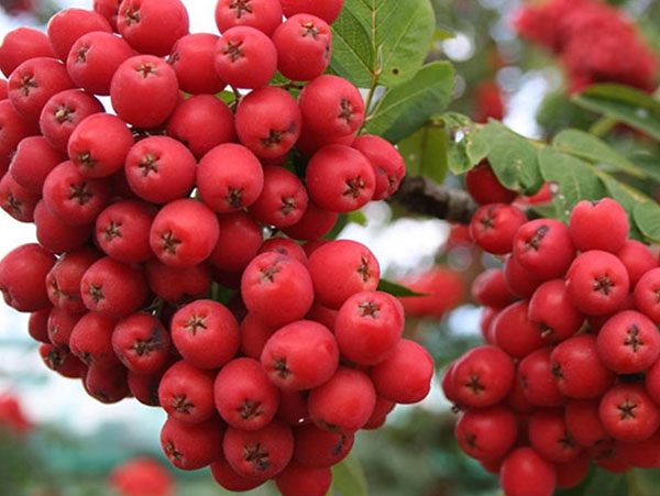 Valgomasis šermukšnis Alaja Krupnaja