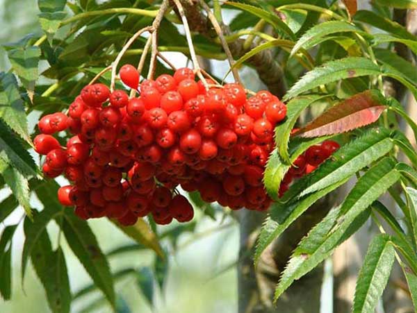 Valgomasis šermukšnis Dodong