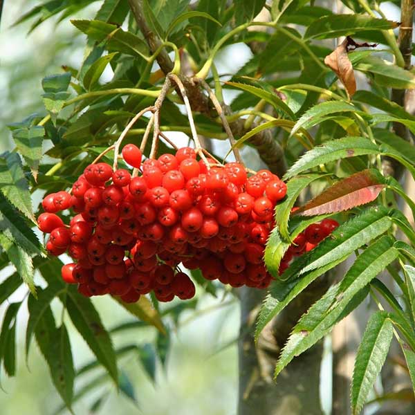 Valgomasis šermukšnis Dodong