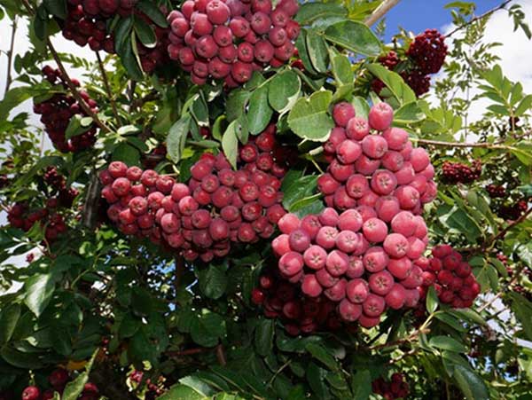 Valgomasis šermukšnis Likiornaja