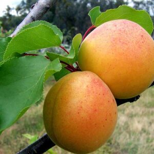 Abrikosas Raudonskruostis