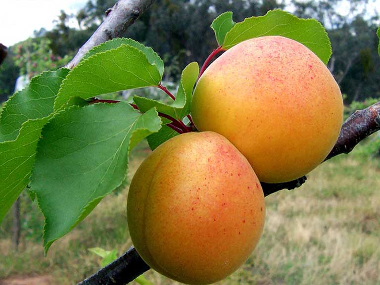 Abrikosas Raudonskruostis