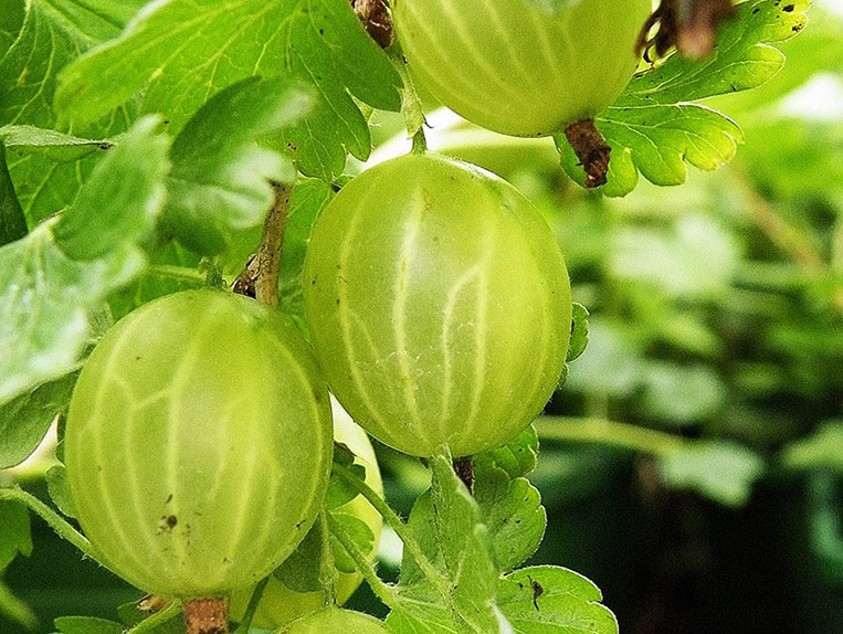 Agrastas Hinnonmaki green