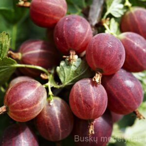 Agrastas Hinnonmaki rot