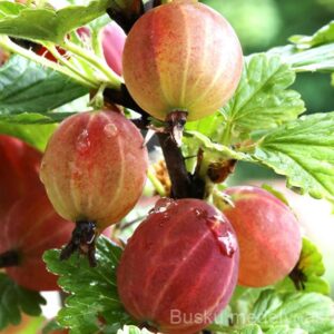 Agrastas Rodnik (bespyglis)