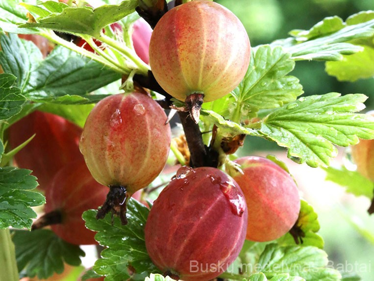 Agrastas Rodnik (bespyglis)