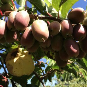 Aktinidija Geneva (moteriška)