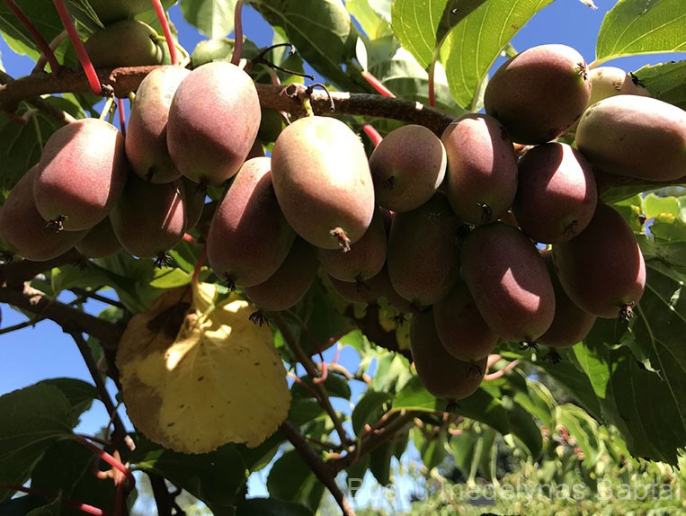 Aktinidija Geneva (moteriška)