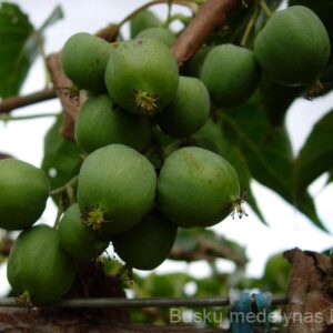 Aktinidija Issai (savidulkė)