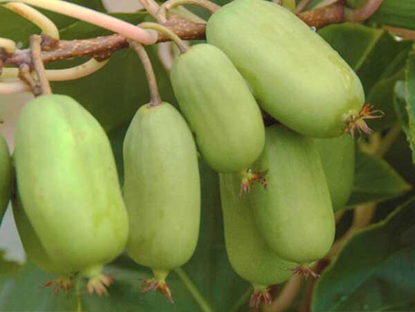 Aktinidija Jumbo (moteriška)