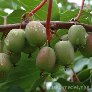Aktinidija Weiki (moteriška)