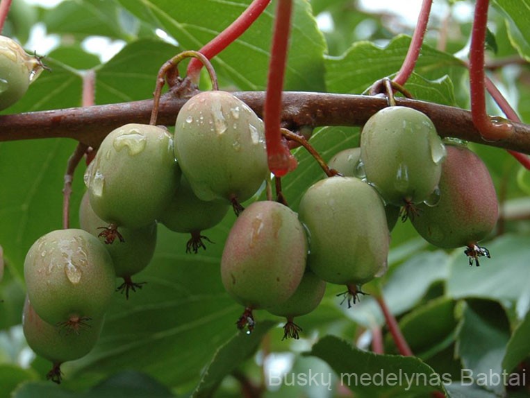 Aktinidija Weiki (moteriška)