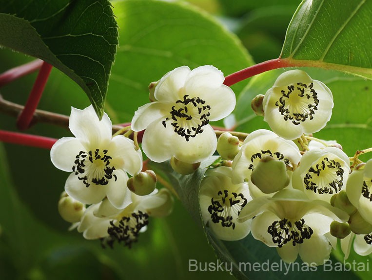 Aktinidija  Male (vyriška)