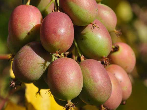 Aktinidija Ananasnaja (moteriška)