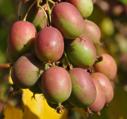 Aktinidija Ananasnaja (moteriška)