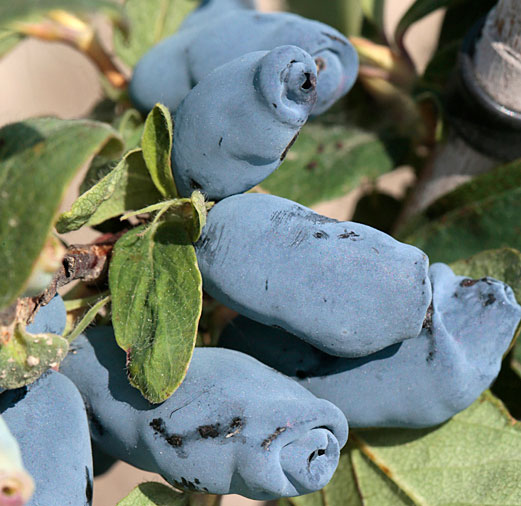 Valgomasis sausmedis Aurora