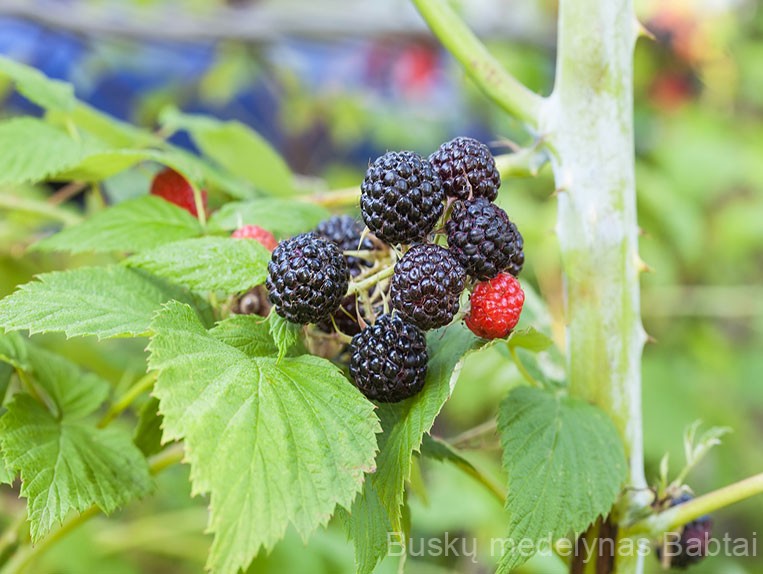 Vasarinė avietė Bristol