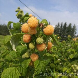 Vasarinė avietė Golden Queen