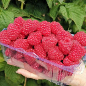 Remontantinė avietė Mapema