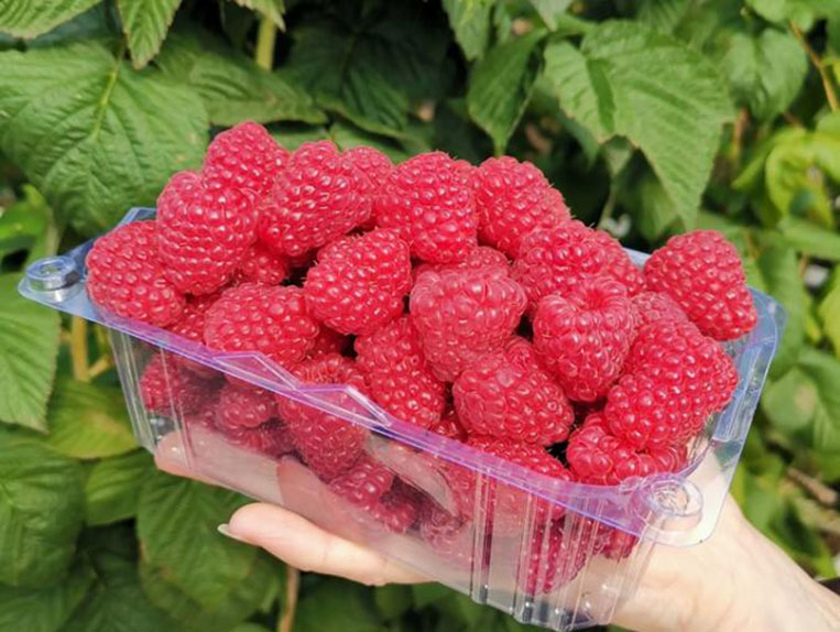 Remontantinė avietė Mapema