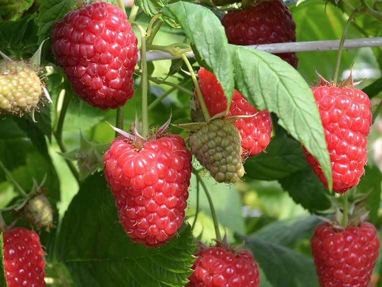 Remontantinė avietė Maravila