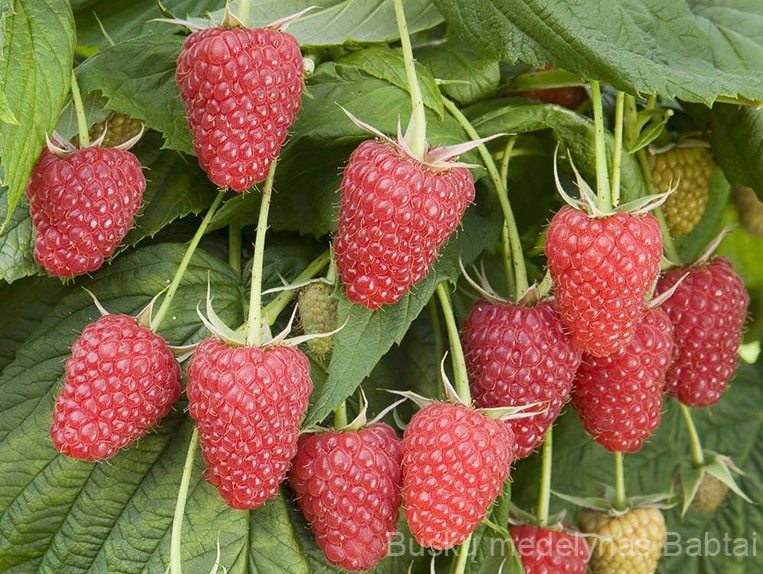 Remontantinė avietė Polana