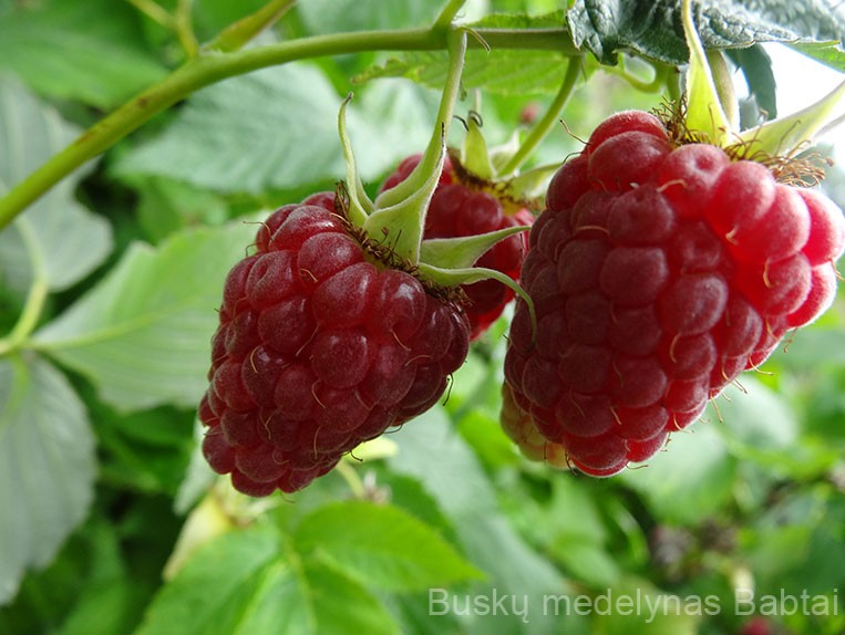 Remontantinė avietė Polesie