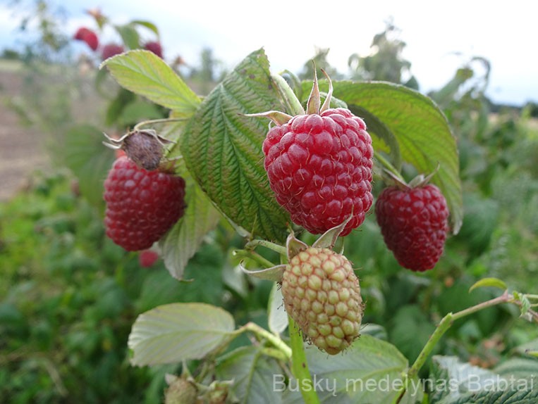 Remontantinė avietė Polka