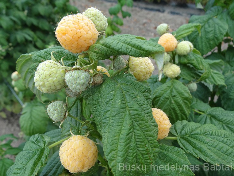 Remontantinė avietė Porrana rosa