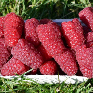 Vasarinė avietė Przehyba