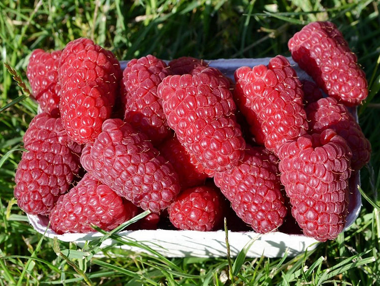 Vasarinė avietė Przehyba