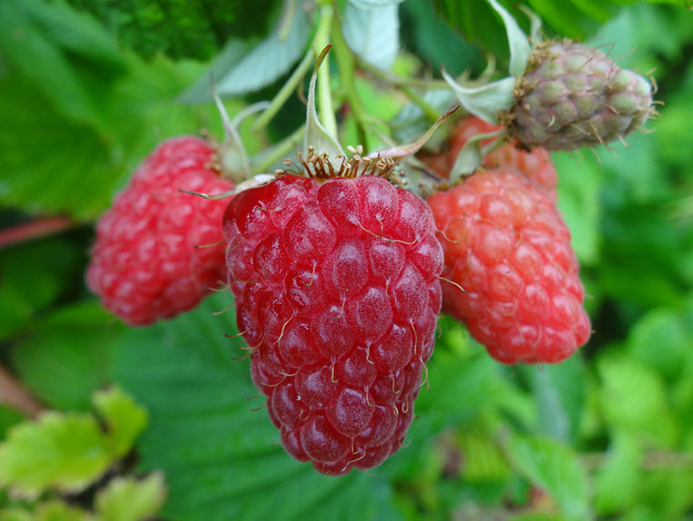 Vasarinė avietė Radziejowa