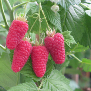 Vasarinė avietė Sokolica