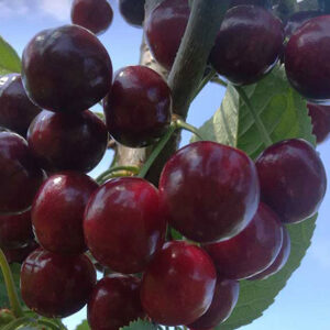 Koloninė trešnė Celeste (savidulkė)