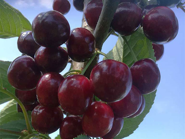 Koloninė trešnė Celeste (savidulkė)