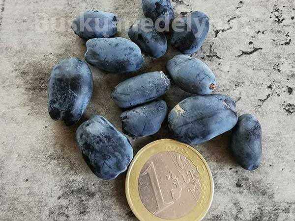 Valgomasis sausmedis Honey Bee