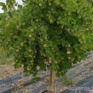 Kamieninis agrastas Invicta