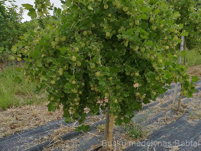 Kamieninis agrastas Invicta