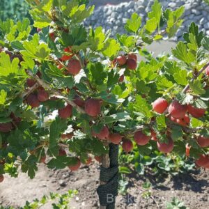 Kamieninis agrastas Hinnonmaki rot