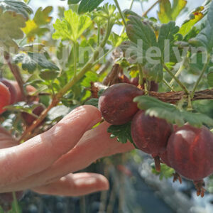 Kamieninis agrastas Spiner free (bespyglis)