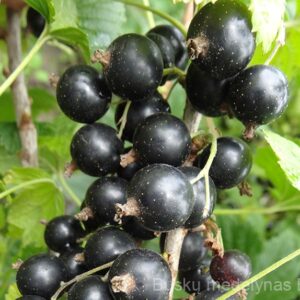 Kamieninis juodasis serbentas Gofert