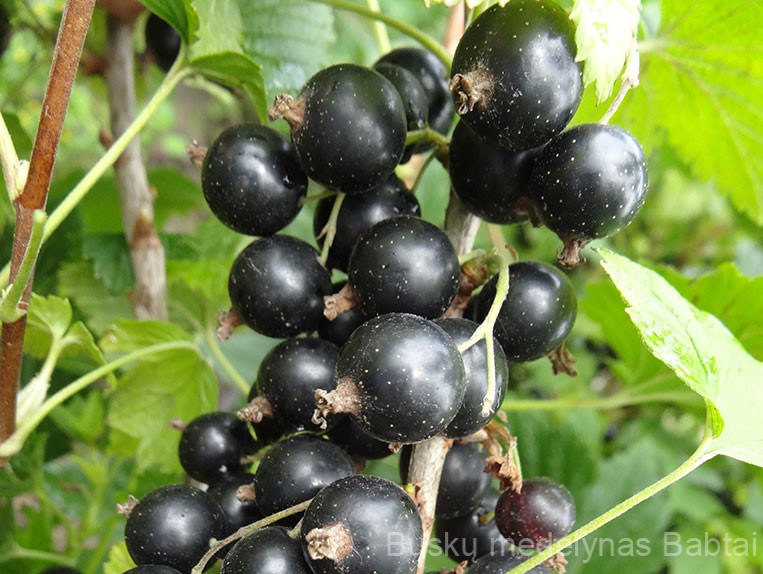 Kamieninis juodasis serbentas Gofert