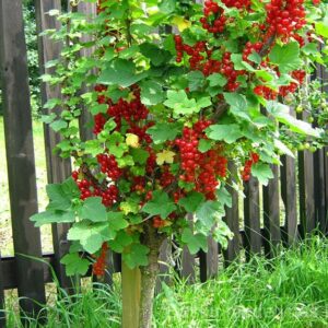 Kamieninis raudonasis serbentas Rolan