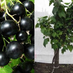 Kamieninis juodasis serbentas Vernisaž