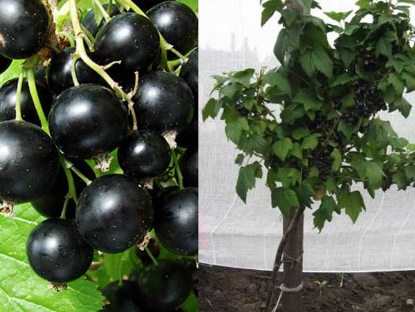 Kamieninis juodasis serbentas Vernisaž