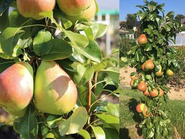 Koloninė kriaušė Obelisk (rudeninė)