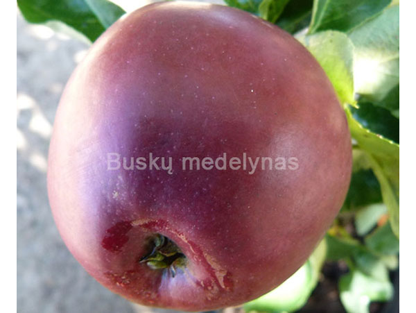 Koloninė obelis Inese (rudeninė)